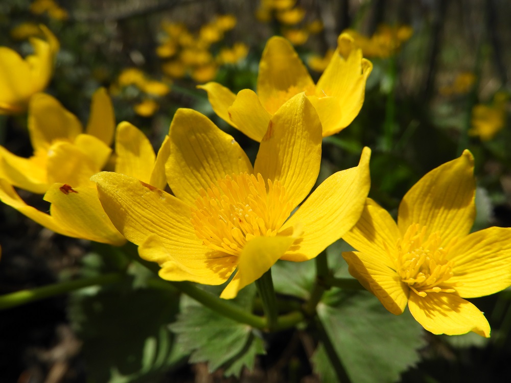 5 Ontario wildflowers to spot this spring